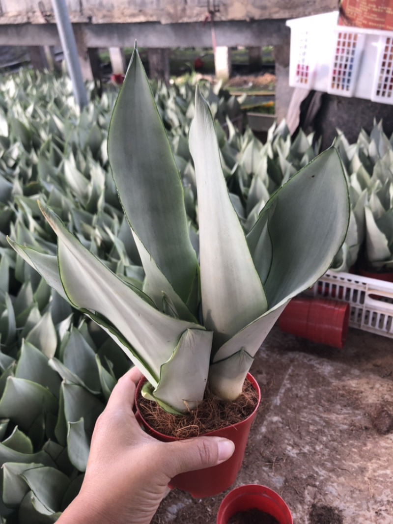白玉虎皮兰