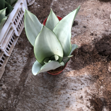 白玉虎皮兰