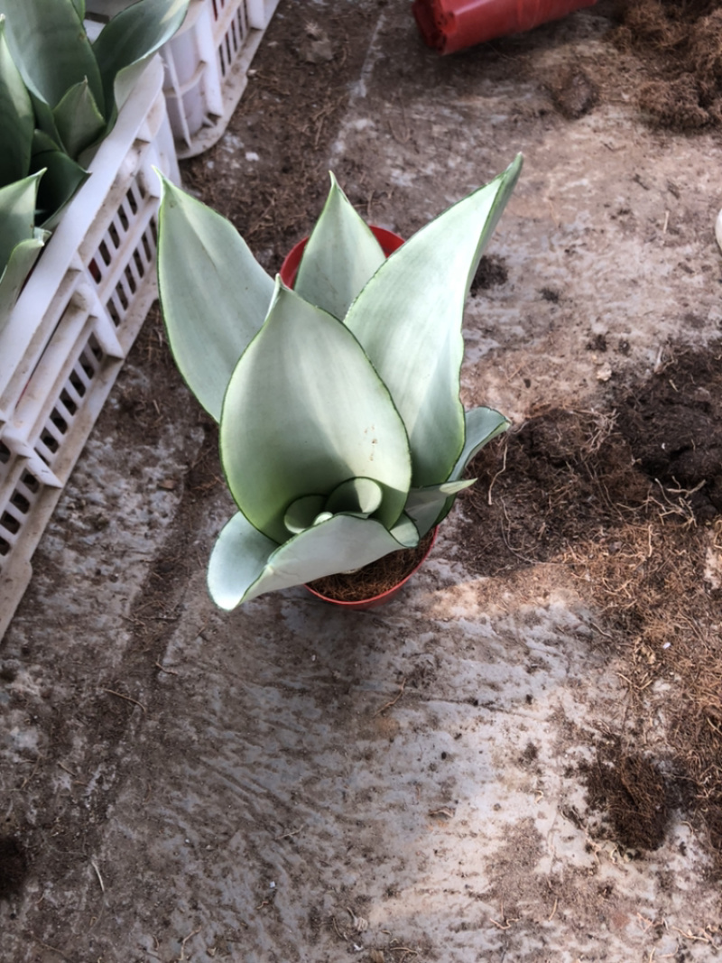白玉虎皮兰