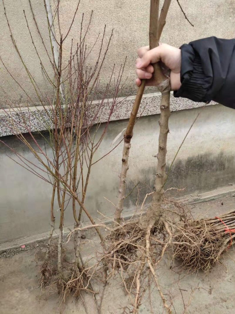 黄桃树苗嫁接苗保证质量，死苗免费补发。全程技术指导