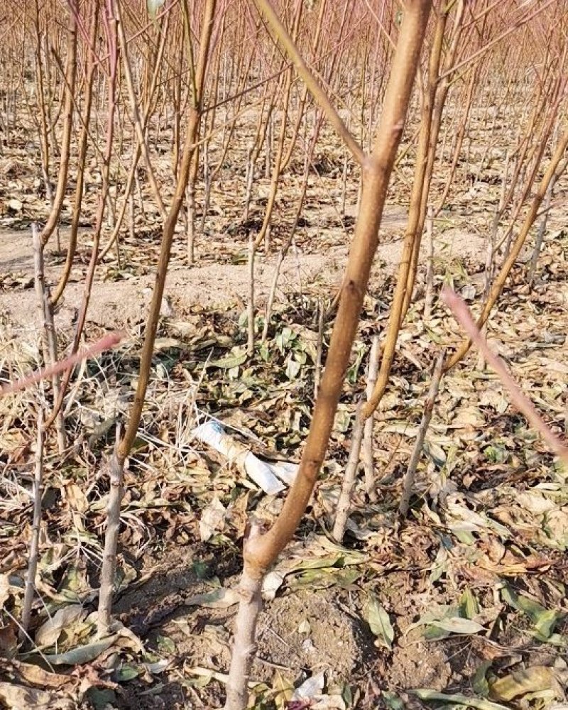 大黄桃嫁接果树苗，保证质量纯度，包成活，全国包邮。