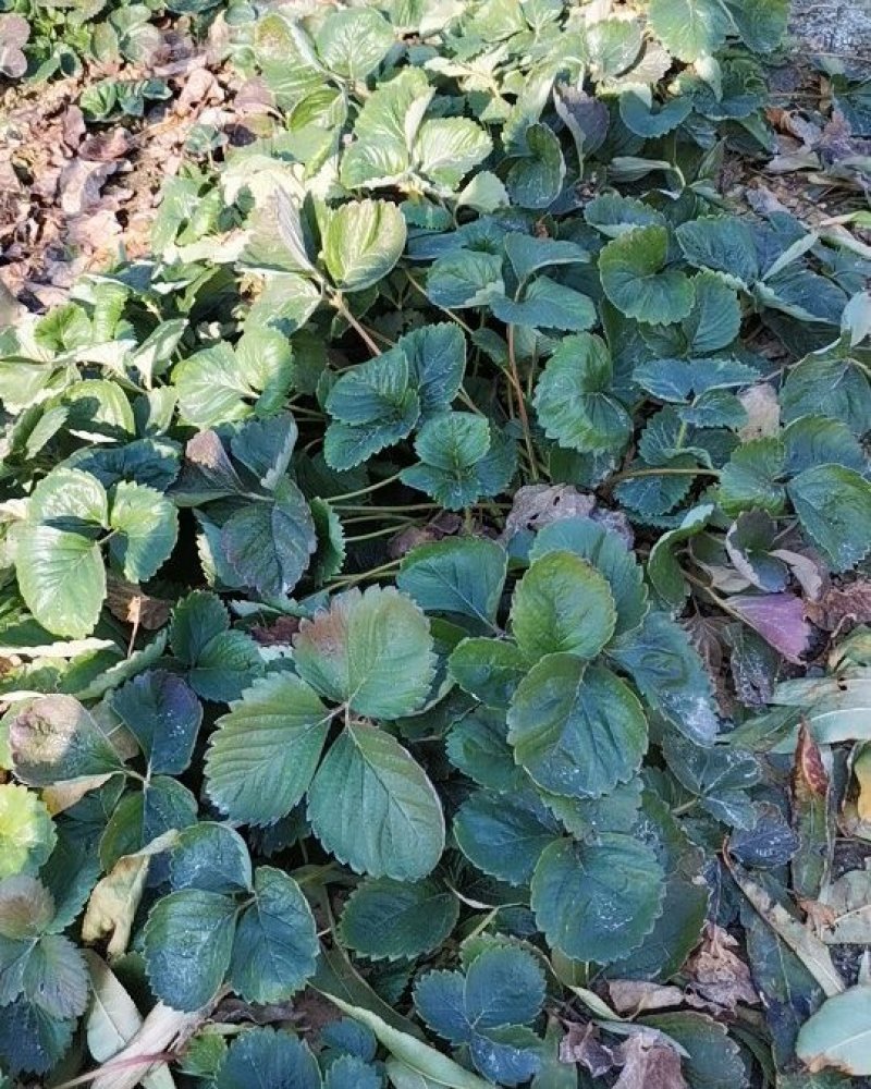 草莓苗奶油草莓苗，南方北方都可以种植盆栽地栽都可以。