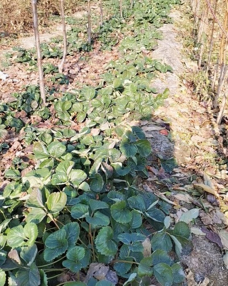 草莓苗奶油草莓苗，南方北方都可以种植盆栽地栽都可以。