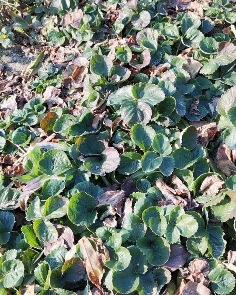 草莓苗奶油草莓苗，南方北方都可以种植盆栽地栽都可以。