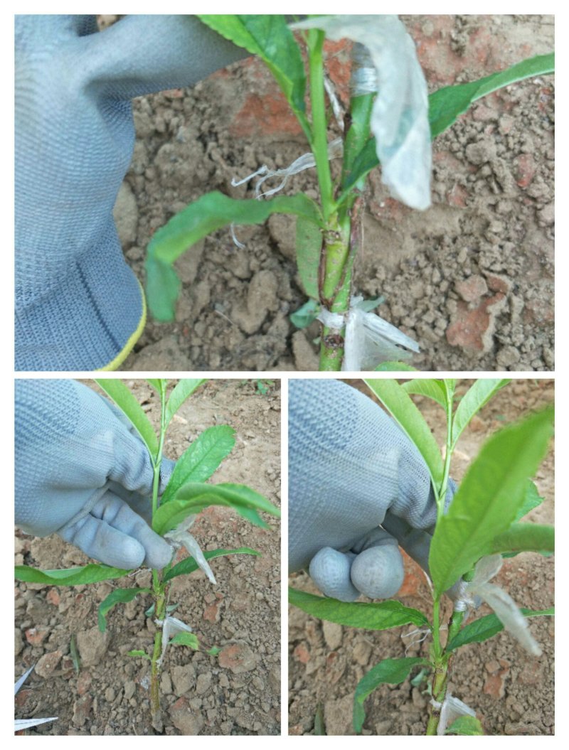 黄金蜜4号桃苗，品种保证，保湿发货，包成活