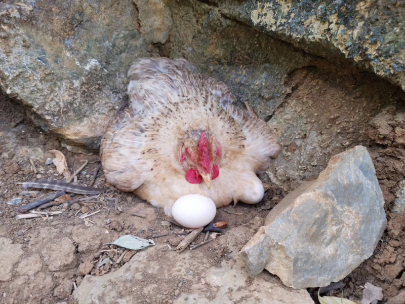 广西大化半野生走地鸡，杂粮喂食，山上放养