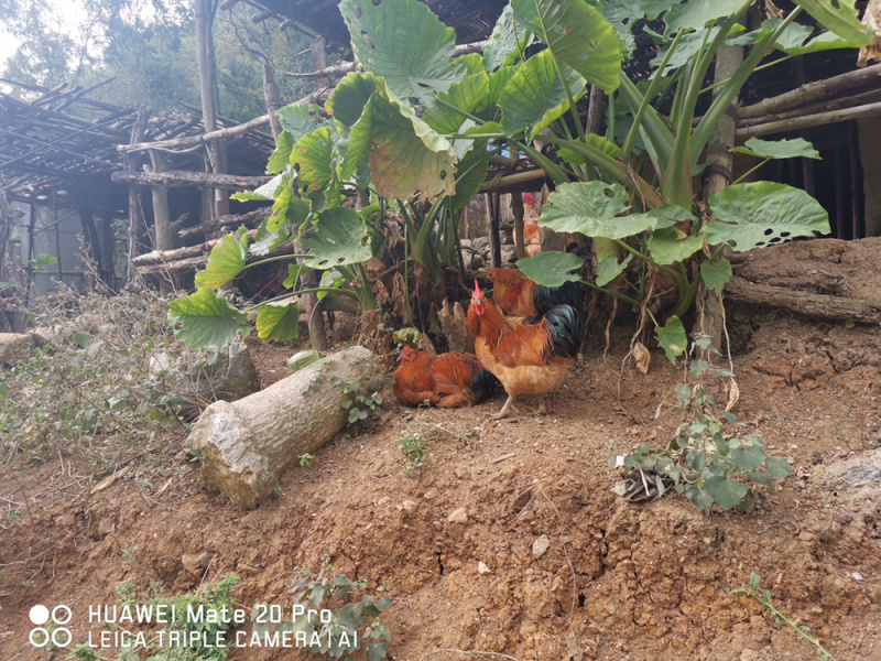 广西大化半野生走地鸡，杂粮喂食，山上放养