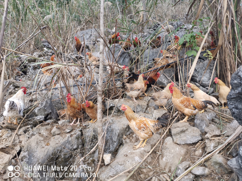 广西大化半野生走地鸡，杂粮喂食，山上放养