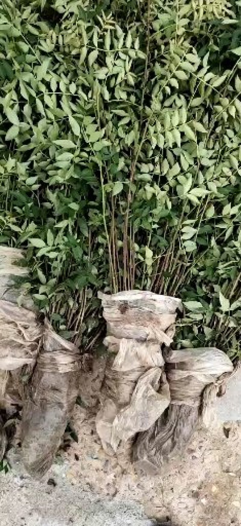 供应胡椒苗，大小规格齐全，胡椒苗价格1年生胡椒苗价格