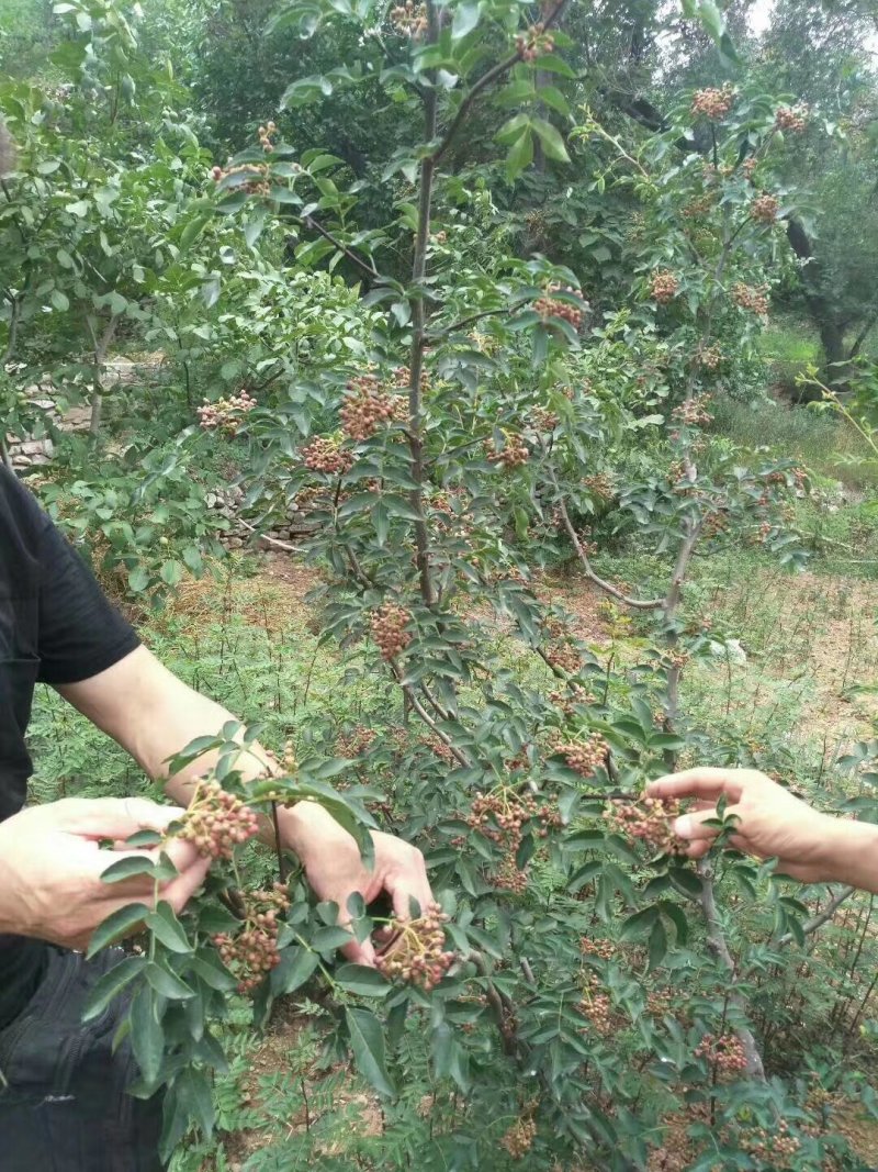 供应胡椒苗，大小规格齐全，胡椒苗价格1年生胡椒苗价格