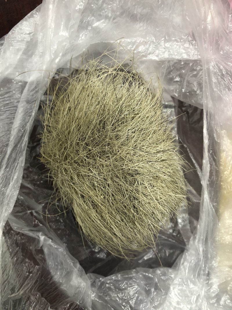 猪宝猪砂珍贵的中药材猪宝