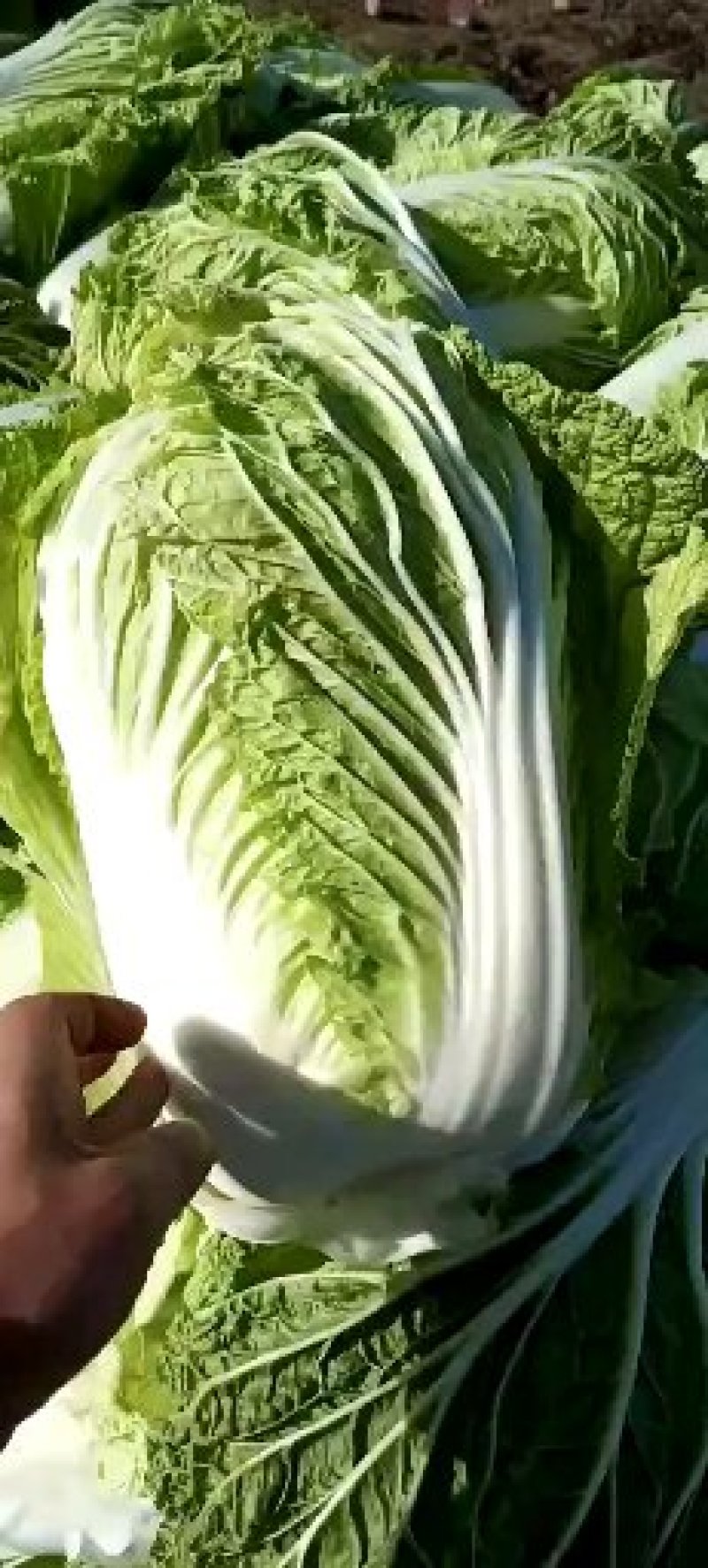 鲜白菜优质精品，基地直供，绿翠源果蔬专业合作社