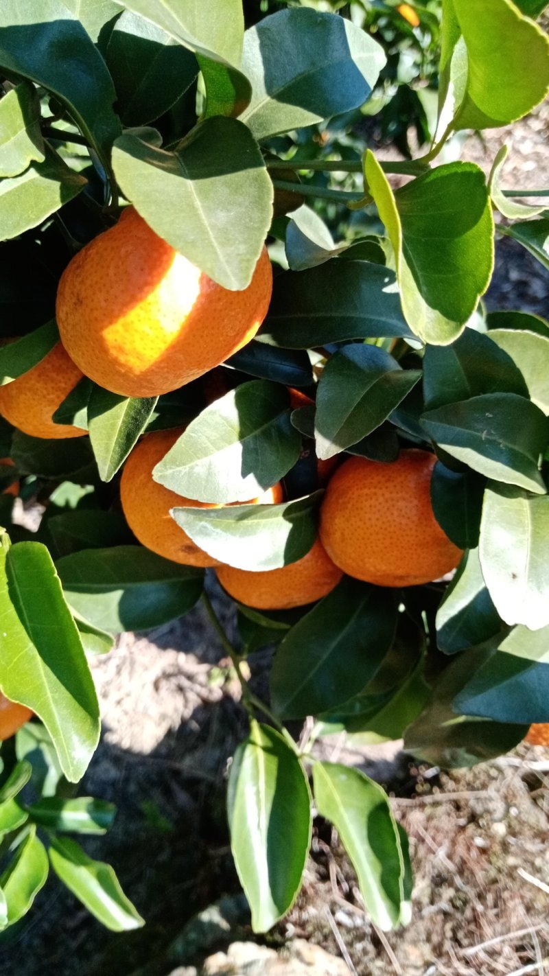沙糖桔