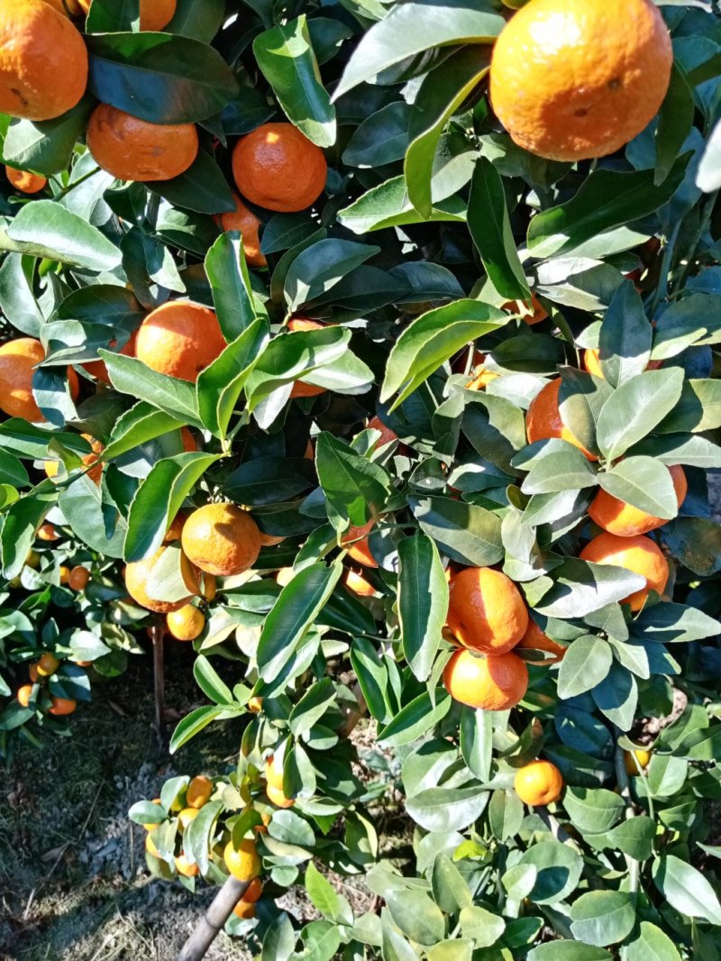 沙糖桔