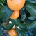 沙糖桔