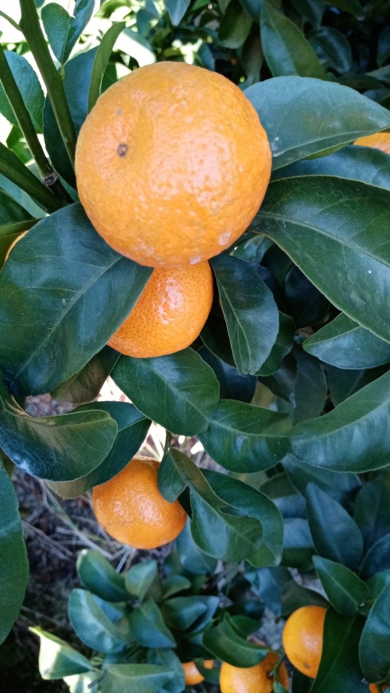 沙糖桔