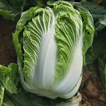 青杂三号白菜，货源充足基地直发，绿翠源果蔬专业合作