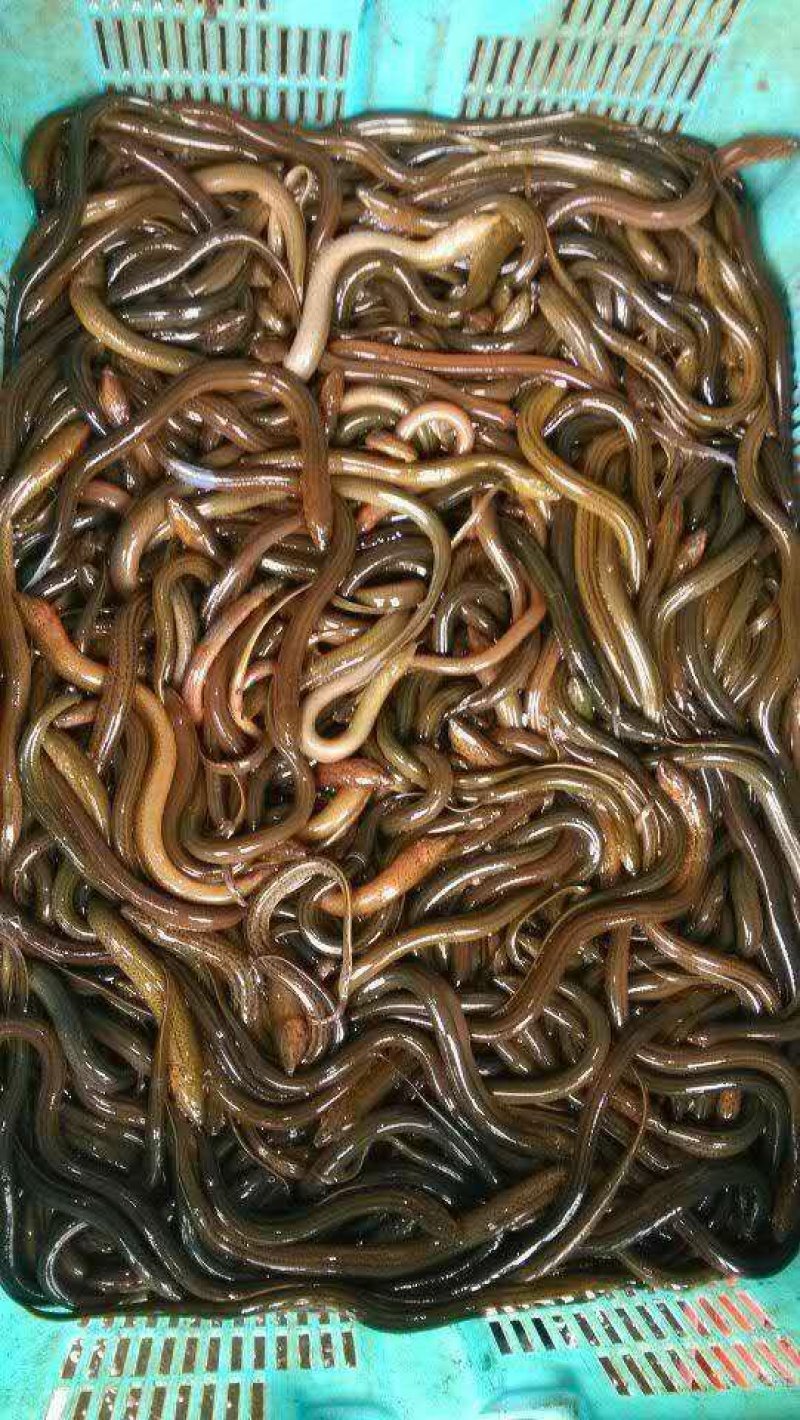 华丰黄鳝苗，长势快，肉质好，无病毒，欢迎各位光临
