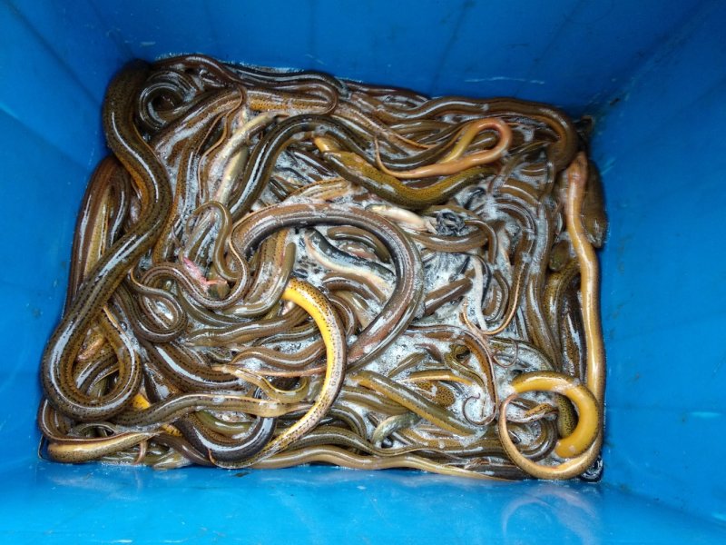 华丰黄鳝苗，长势快，肉质好，无病毒，欢迎各位光临
