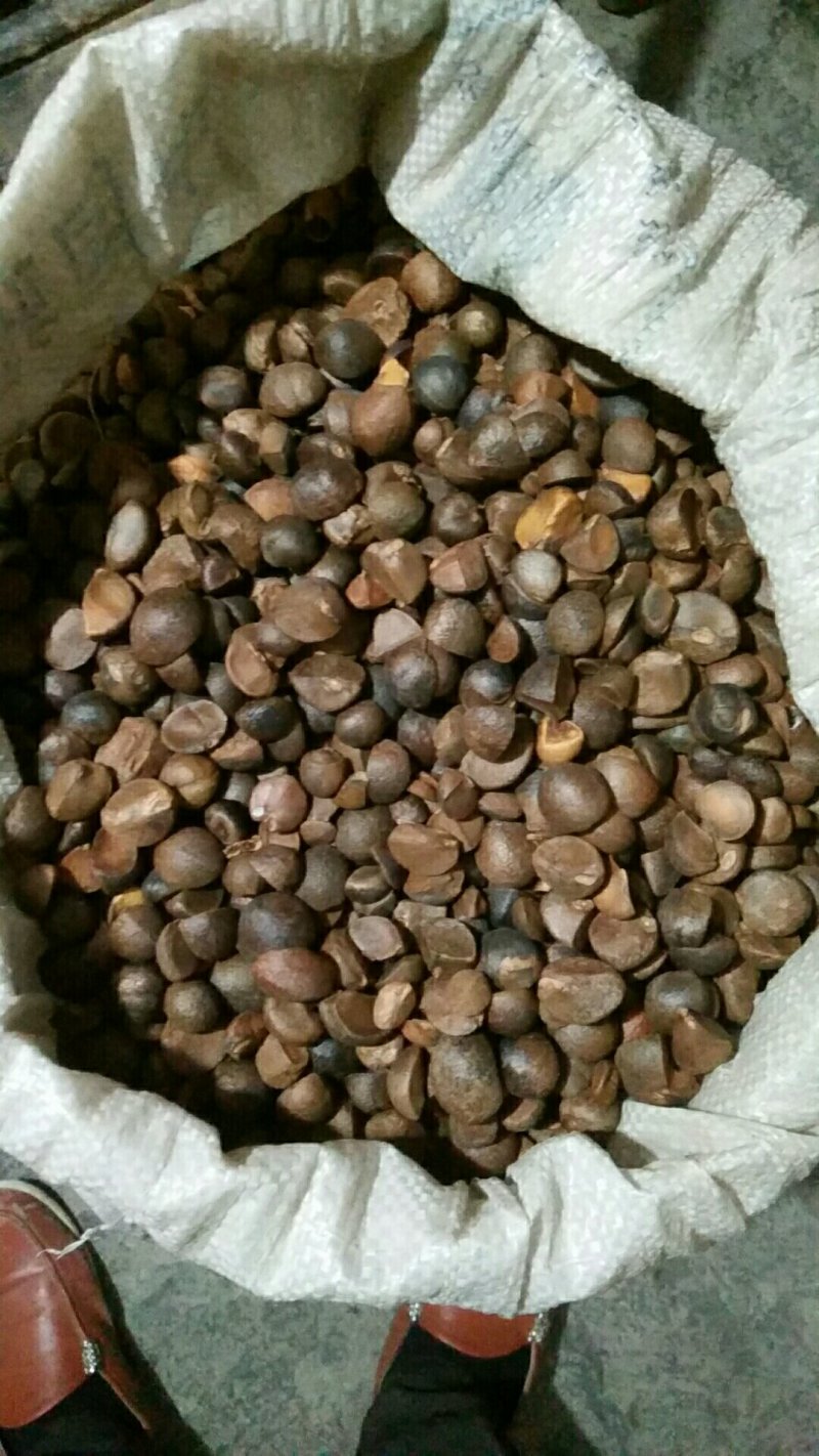 纯手工农作物野生山茶子米