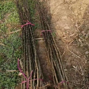 大红袍花椒苗