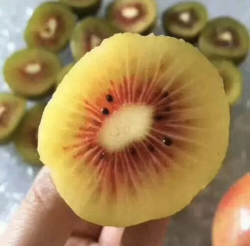自家烧的小麦烧酒红心猕猴桃酒杨梅酒纯水果烧的酒