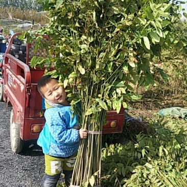 香椿苗80cm以上，入棚专用，也可露天种植用苗