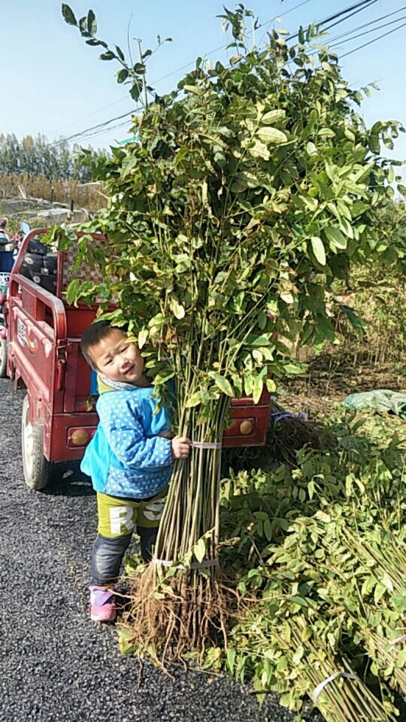 香椿苗80cm以上，入棚专用，也可露天种植用苗