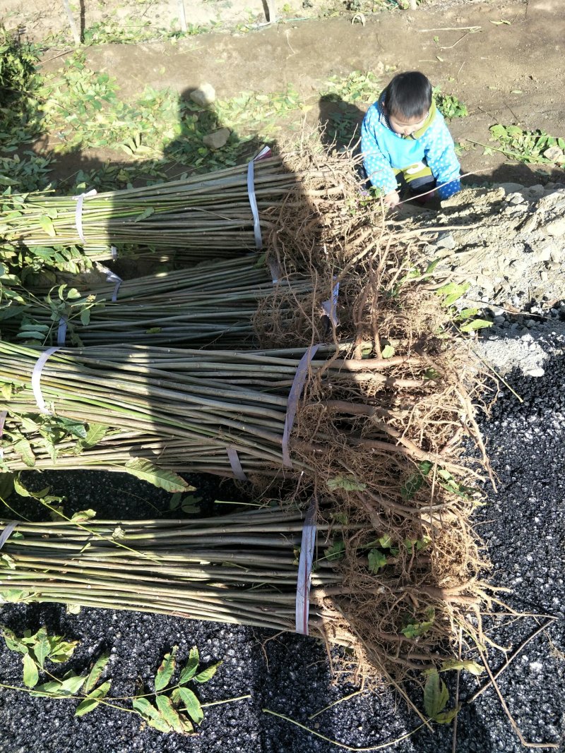 香椿苗80cm以上，入棚专用，也可露天种植用苗