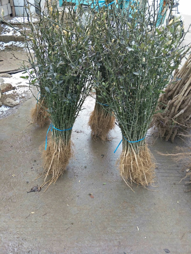 当年枸橘苗，现挖现发，保湿发货，包成活，质优价廉
