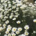 除虫菊种子是多年生草本种植。