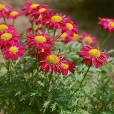 除虫菊种子是多年生草本种植。
