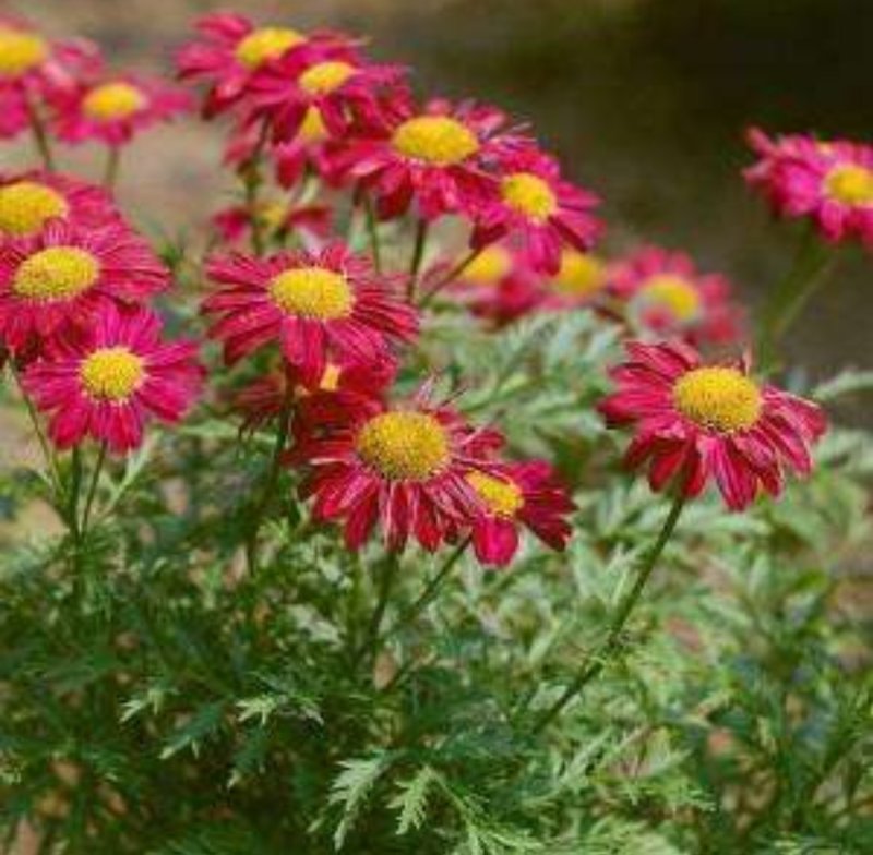 除虫菊种子是多年生草本种植。