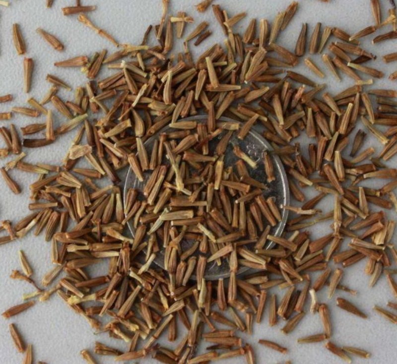 除虫菊种子是多年生草本种植。