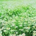 除虫菊种子是多年生草本种植。