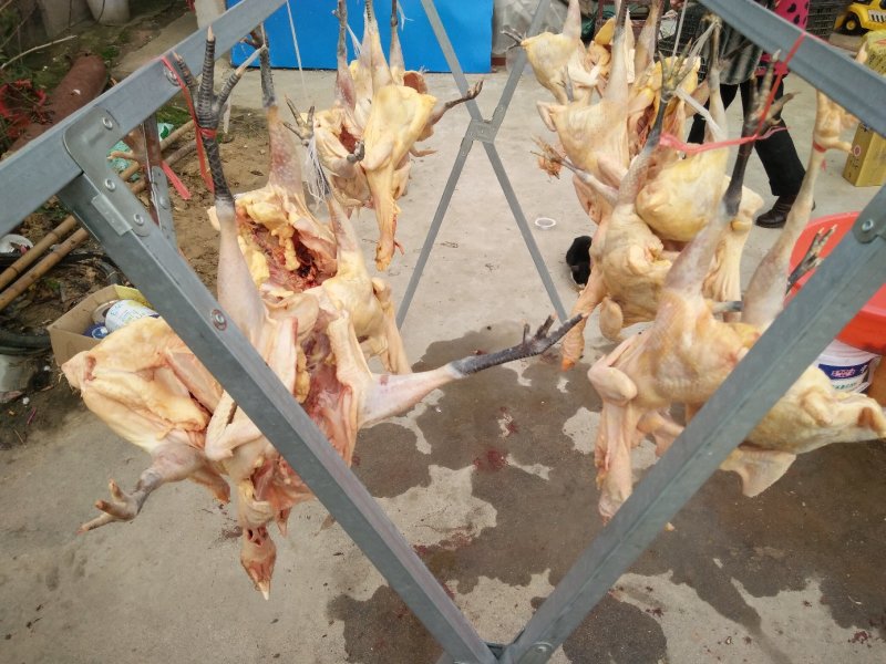 土鸡，一件代发。农村树林散养土鸡，味美色香。