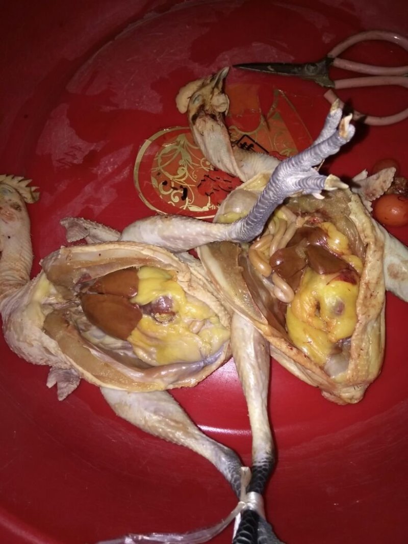 土鸡，一件代发。农村树林散养土鸡，味美色香。