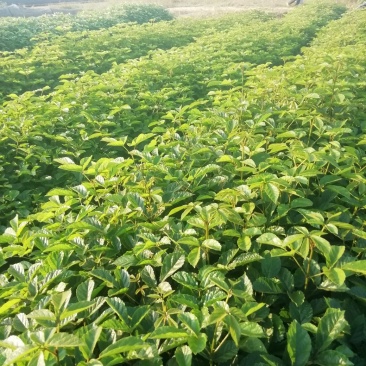 黄花风铃木