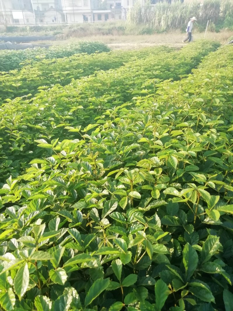 黄花风铃木