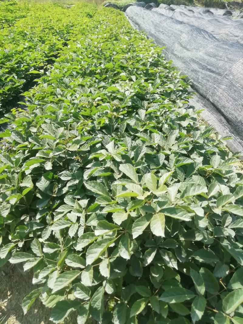 黄花风铃木