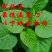 台农71食叶型红薯叶苗,番薯叶苗,专吃叶品种,苕尖多年生