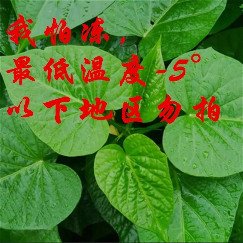 台农71食叶型红薯叶苗，番薯叶苗，专吃叶品种，苕尖多年生