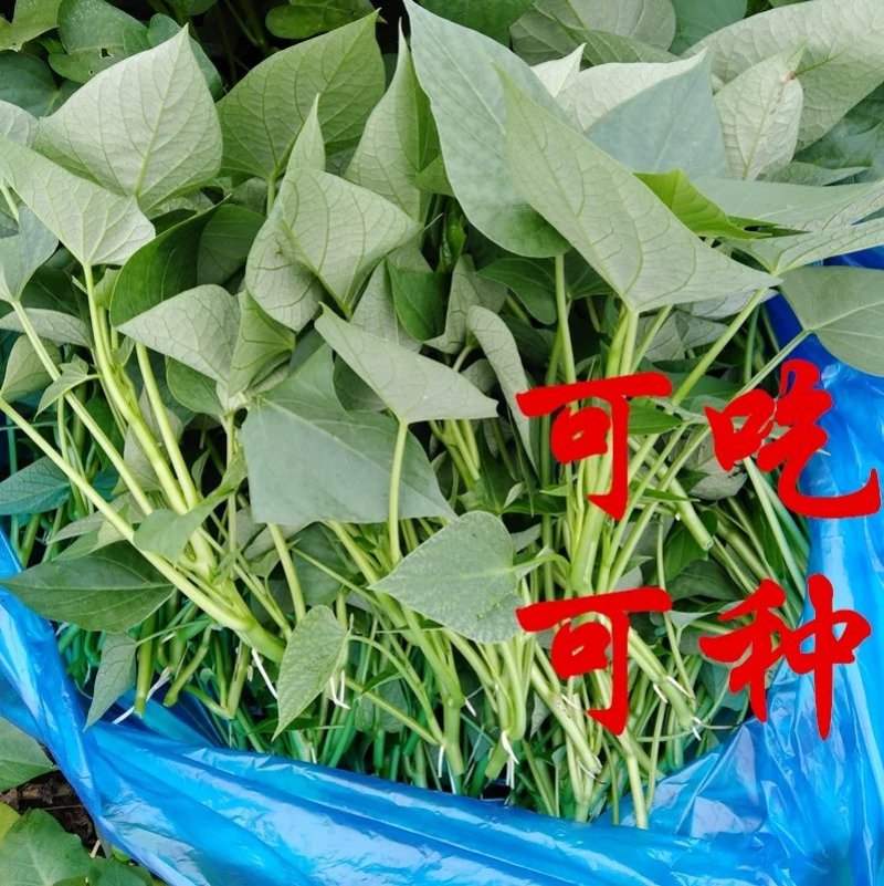 台农71食叶型红薯叶苗，番薯叶苗，专吃叶品种，苕尖多年生