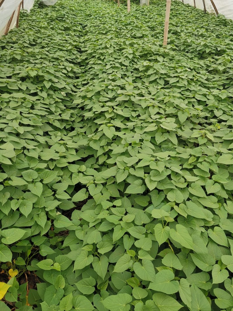 台农71食叶型红薯叶苗，番薯叶苗，专吃叶品种，苕尖多年生