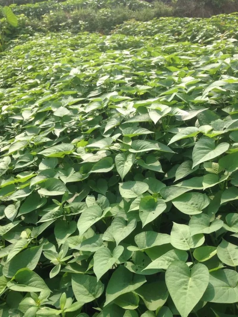 台农71食叶型红薯叶苗，番薯叶苗，专吃叶品种，苕尖多年生