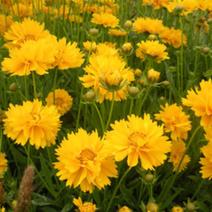 金鸡菊种子非常适合作为生活中的观赏花卉