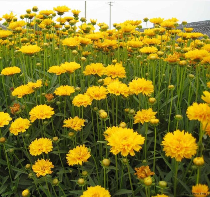 金鸡菊种子非常适合作为生活中的观赏花卉