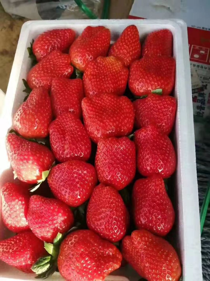北京周边每天送货欢迎优质商超前来洽谈保定本地草莓