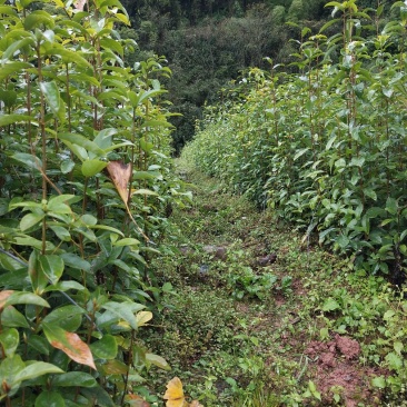 茶树苗，老鹰茶树苗，老阴茶，红茶，白茶，基地直销。，包邮
