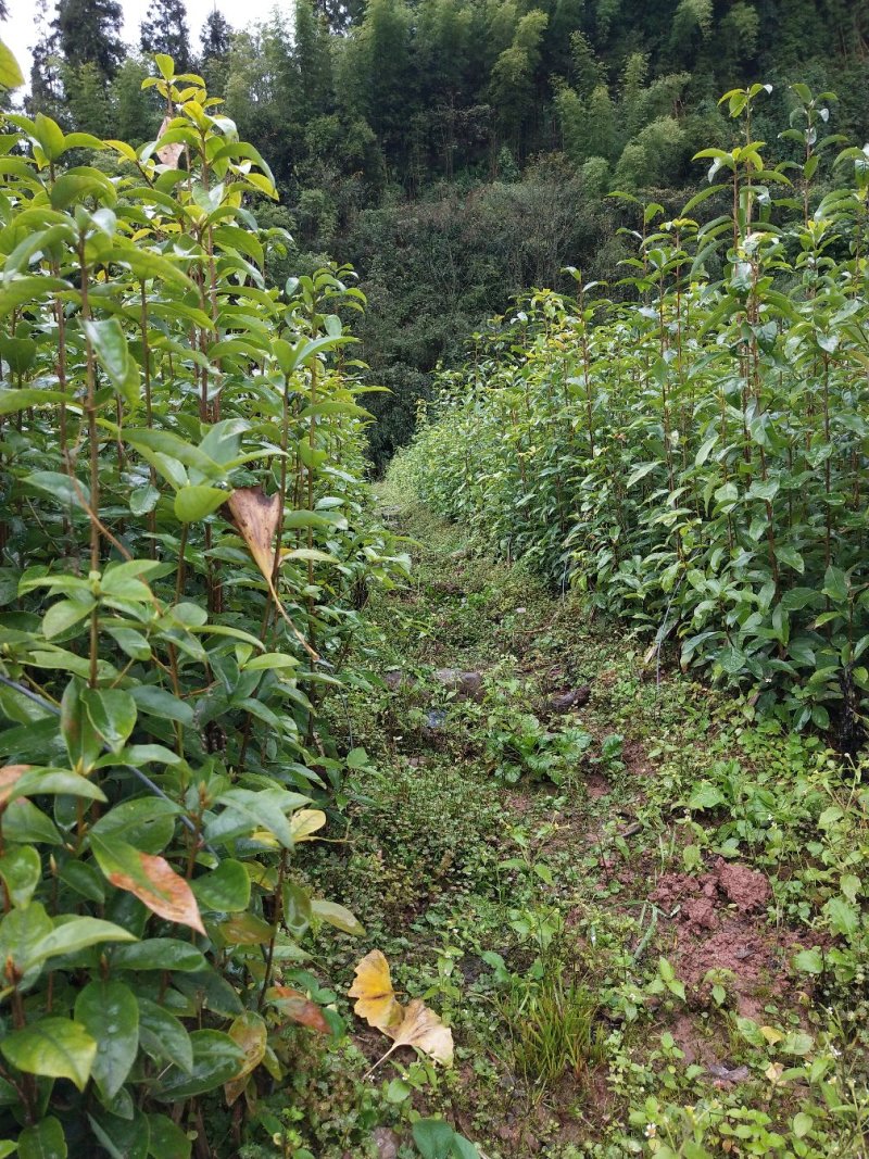 茶树苗，老鹰茶树苗，老阴茶，红茶，白茶，基地直销。，包邮